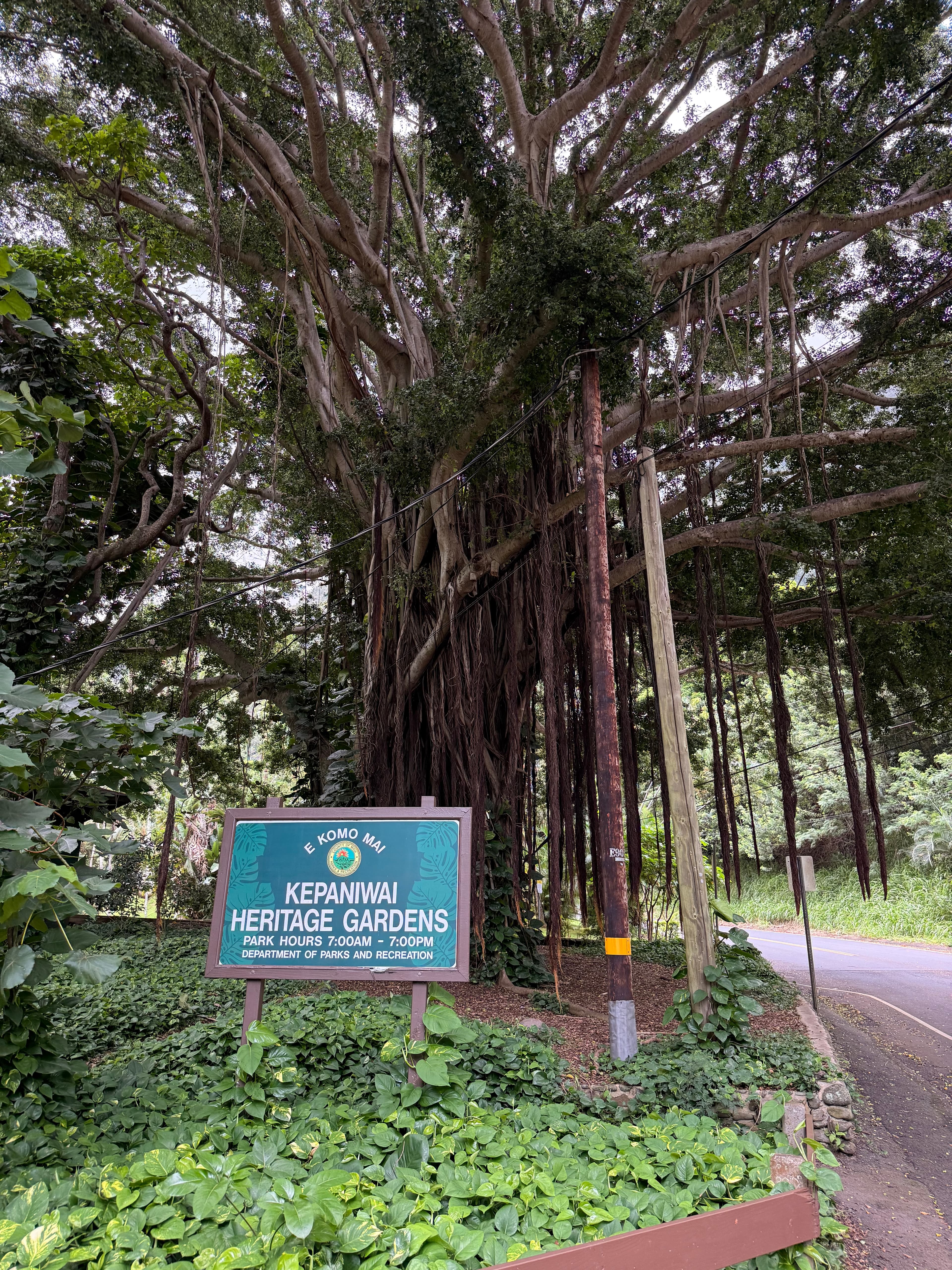 E Komo Mai entrance sign for Kepaniwai Heritage Gardens under a large banyan tree