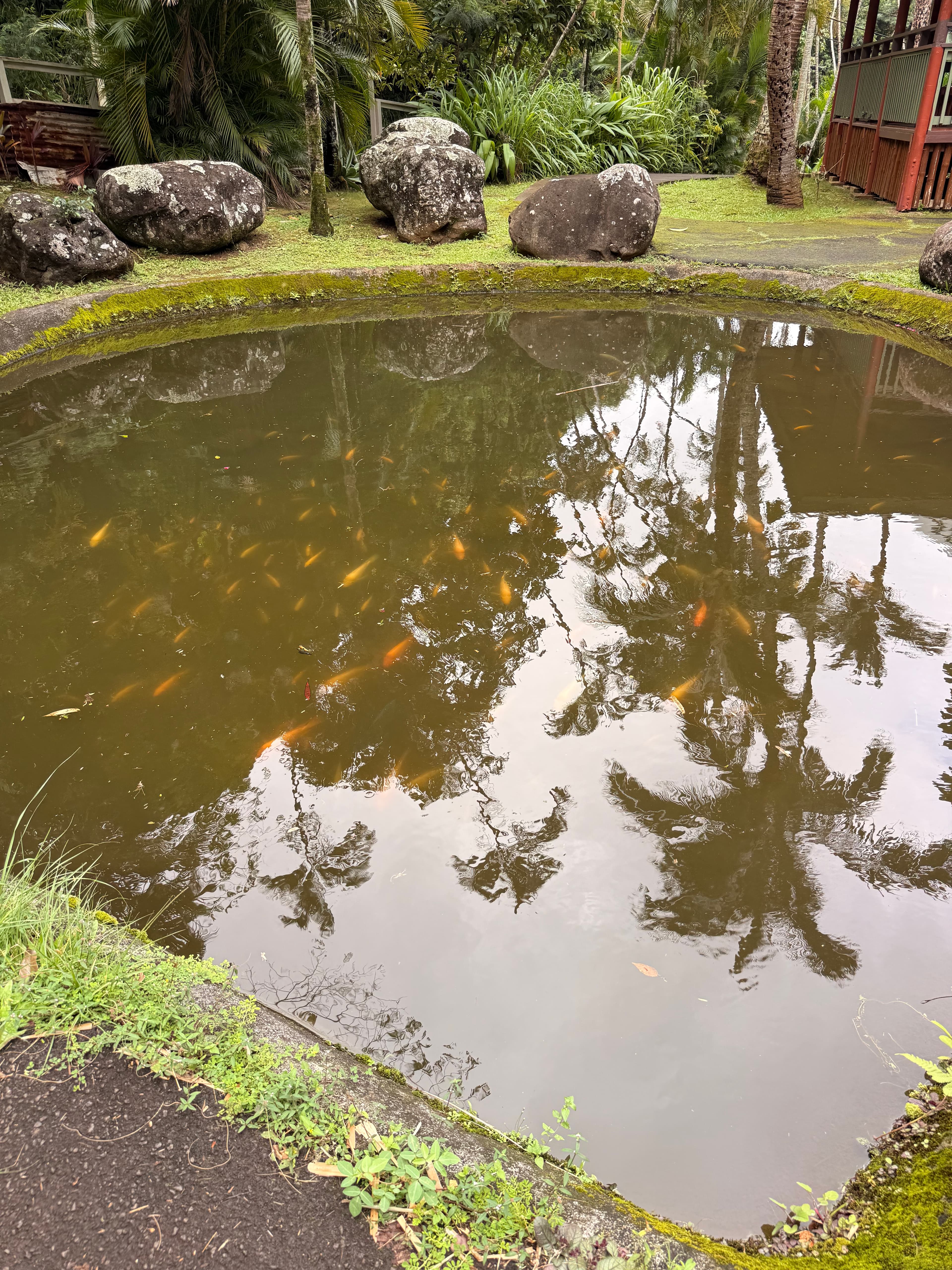 Koi swimming in a circular garden pond with palms reflected on the water