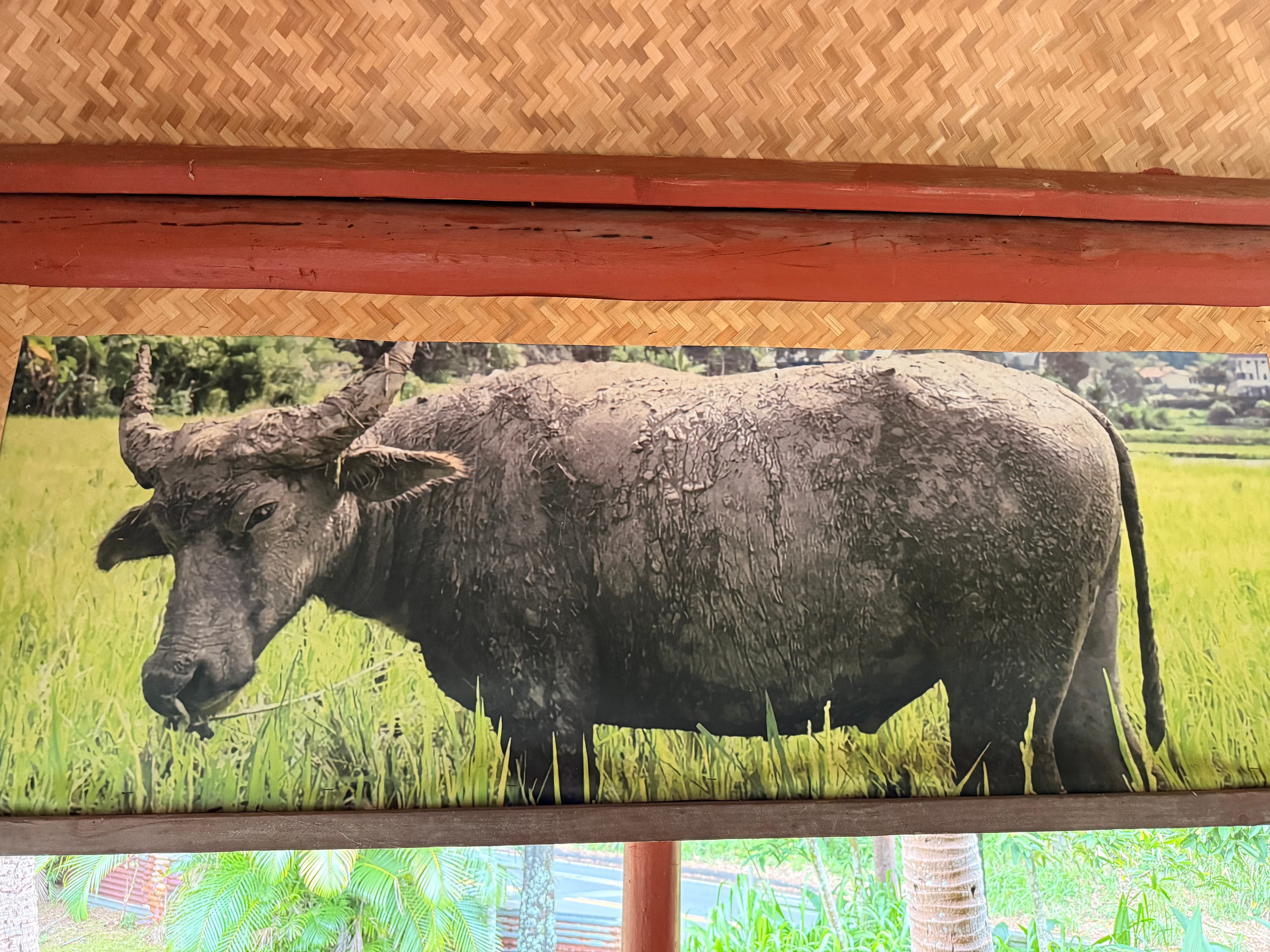 Close view of a mud-covered carabao (water buffalo) standing in a green field