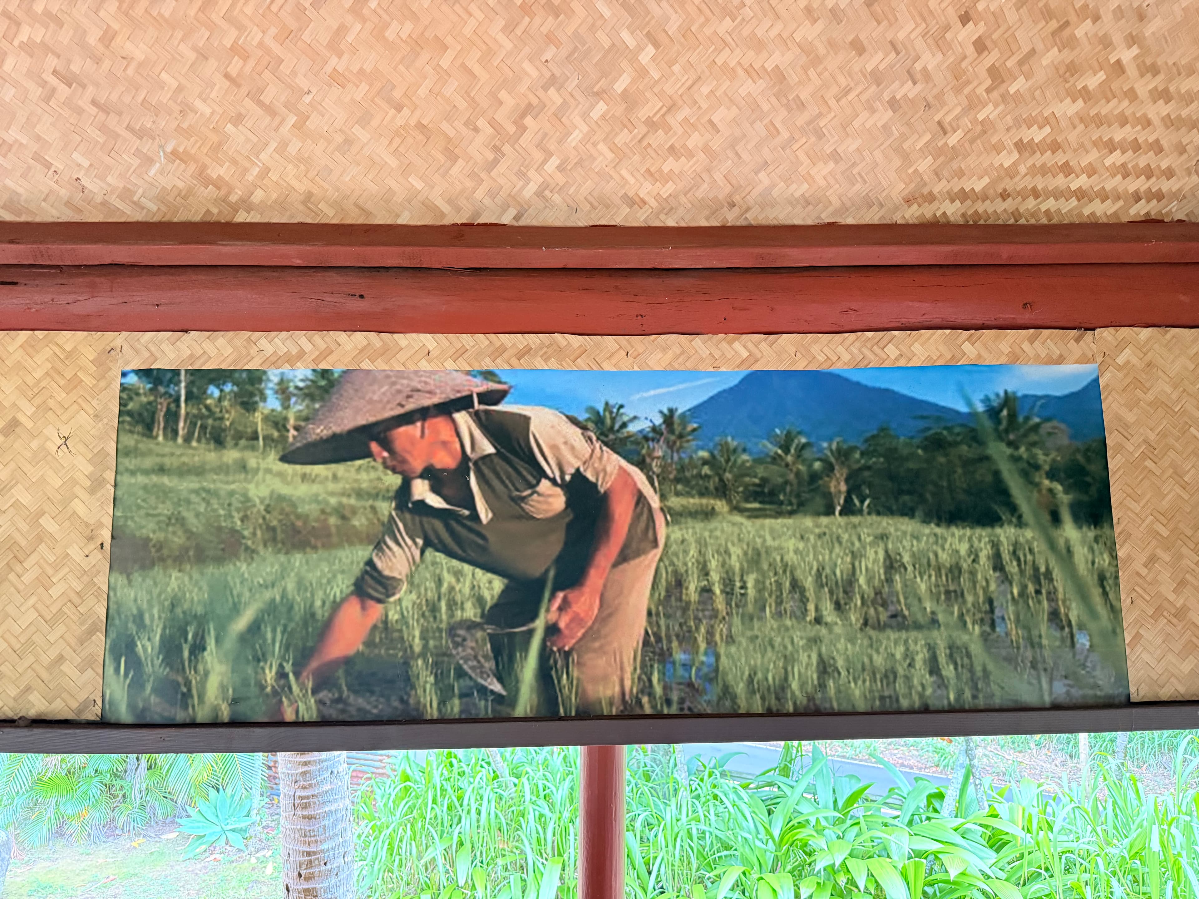 Wide view of a farmer in a salakot working a green field with palms and a mountain beyond
