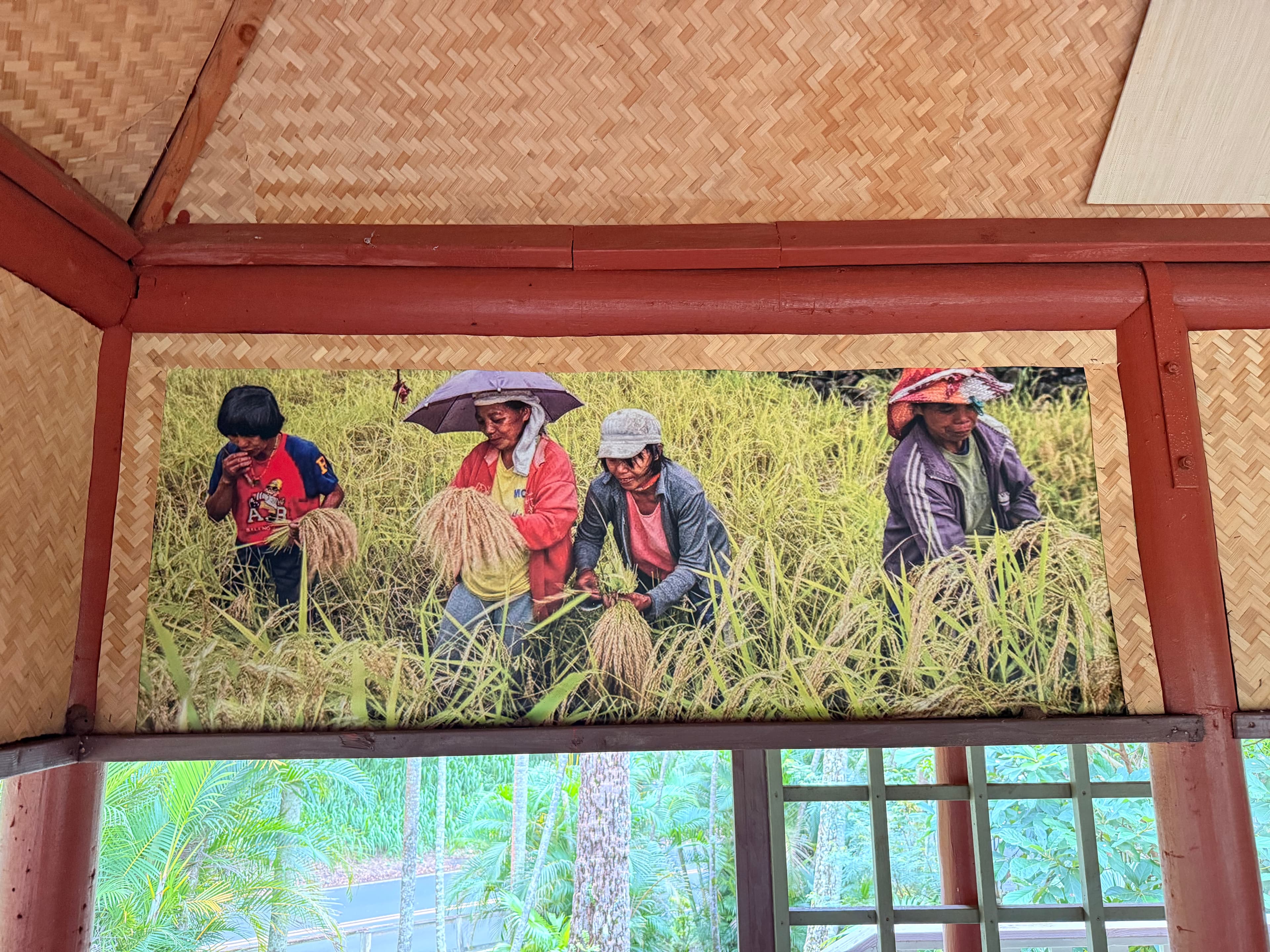 Four people harvesting rice stalks in a lush green field