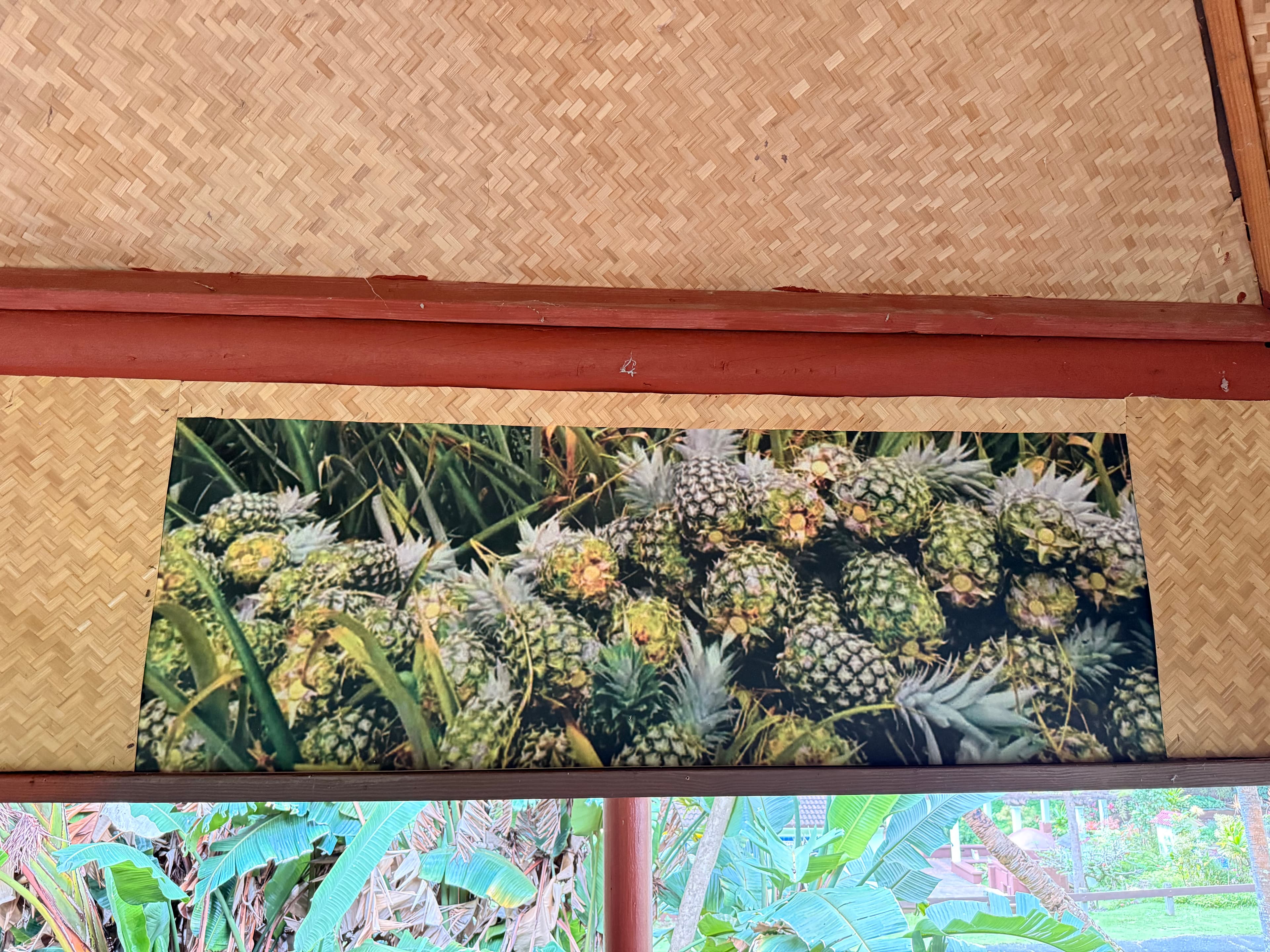 Close-up panorama of ripe and green pineapples with spiky leaves